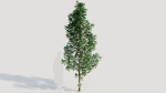 Cotinus coggygria d