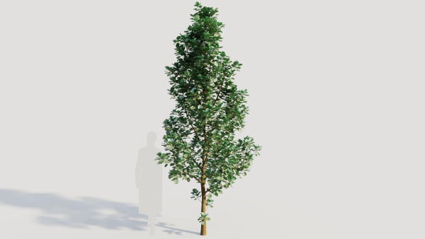 Cotinus coggygria d