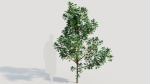 Cotinus coggygria d
