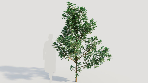 Cotinus coggygria d
