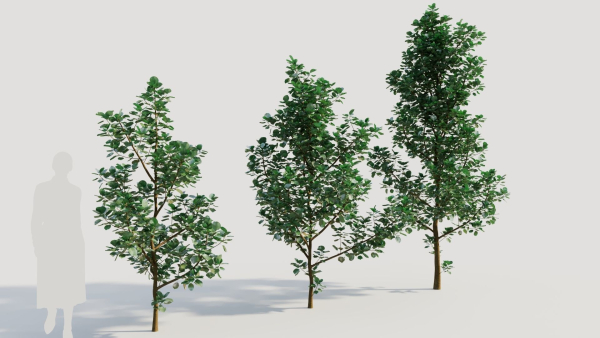 Cotinus coggygria d