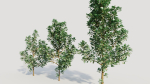 Cotinus coggygria d