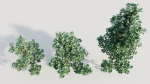 Cotinus coggygria d