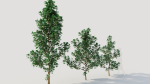 Cotinus coggygria d