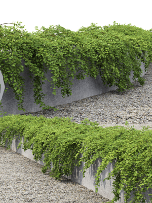 cotoneaster-dammeri-3d-model-max-obj-fbx-dae-mat