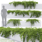 Cotoneaster Dammeri