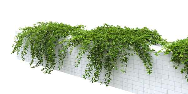 Cotoneaster Dammeri