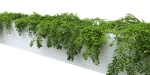 Cotoneaster Dammeri