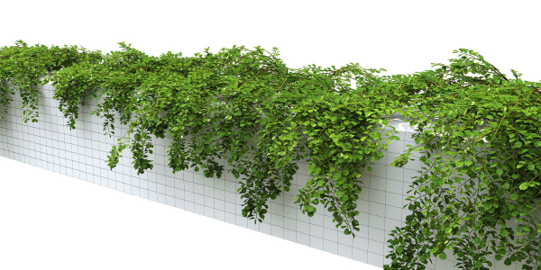 Cotoneaster Dammeri