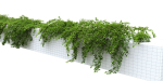 Cotoneaster Dammeri