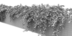 Cotoneaster Dammeri