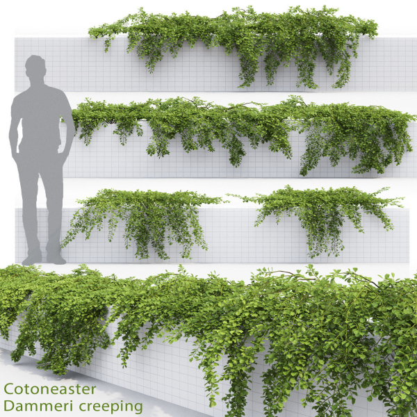 Cotoneaster Dammeri