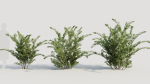 Cotoneaster francheti a