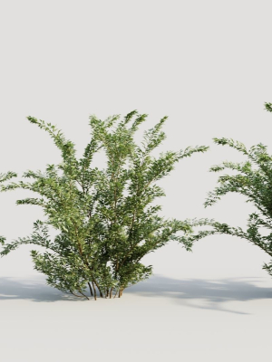 Cotoneaster francheti a
