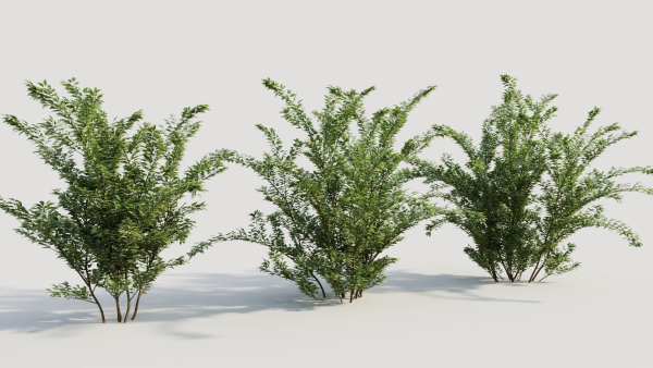 Cotoneaster francheti a