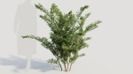 Cotoneaster francheti a