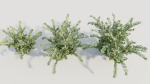 Cotoneaster francheti a