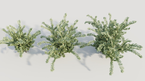 Cotoneaster francheti a