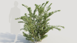 Cotoneaster francheti a
