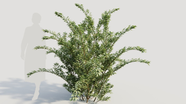 Cotoneaster francheti a