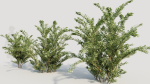 Cotoneaster francheti a