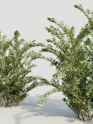 cotoneaster-francheti-a-3d-model-b8ccf3b71d