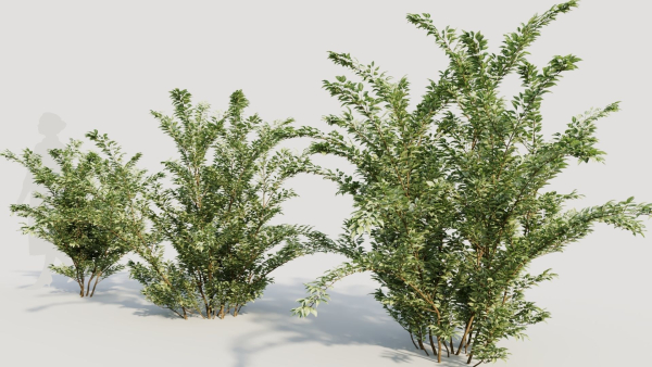 Cotoneaster francheti a