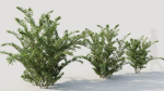 Cotoneaster francheti a