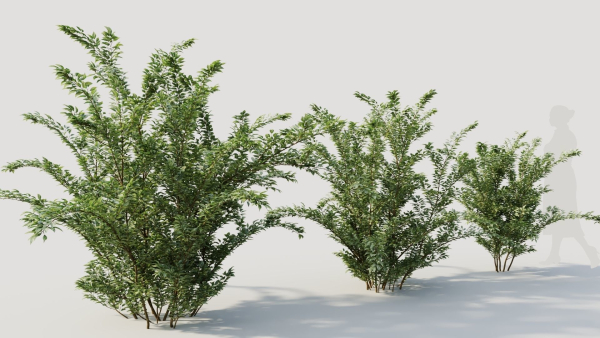 Cotoneaster francheti a