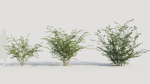 Cotoneaster francheti b