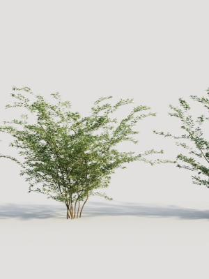 Cotoneaster francheti b