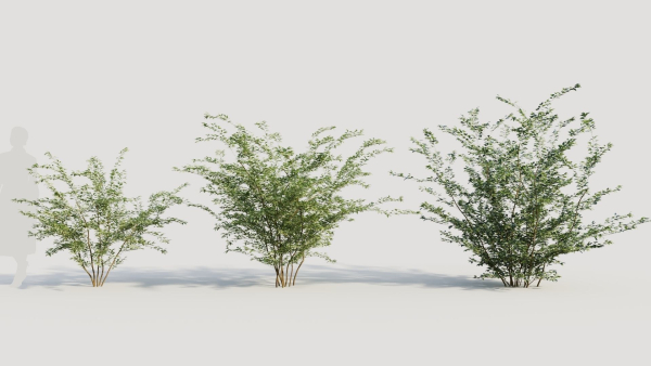 Cotoneaster francheti b