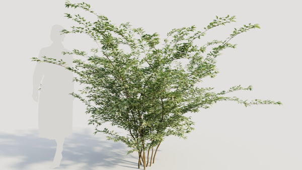 Cotoneaster francheti b