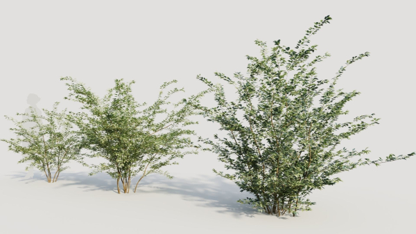 Cotoneaster francheti b