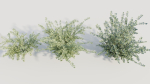 Cotoneaster francheti b