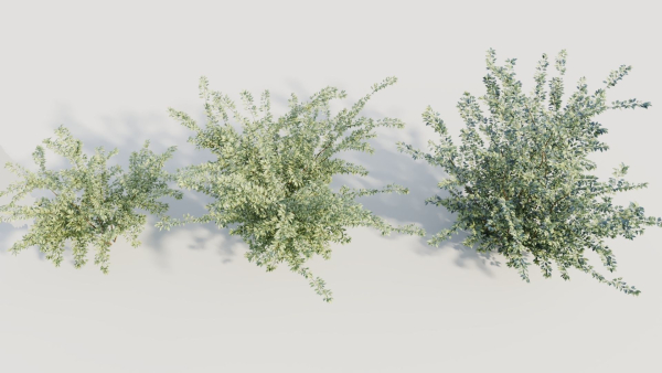 Cotoneaster francheti b