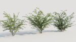 Cotoneaster francheti b