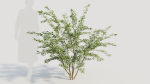 Cotoneaster francheti b