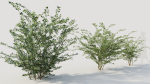 Cotoneaster francheti b