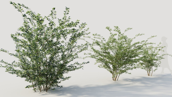 Cotoneaster francheti b