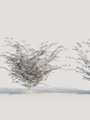 cotoneaster-francheti-b-3d-model-eb00787f41