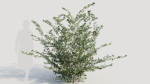 Cotoneaster francheti b