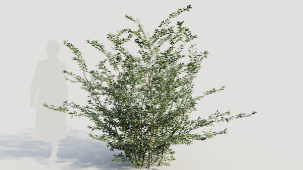 Cotoneaster francheti b