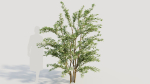 Cotoneaster francheti c