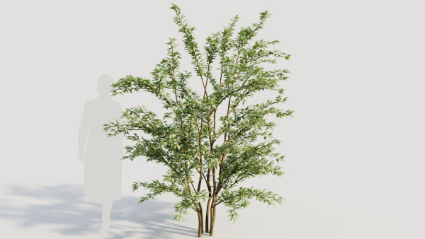 Cotoneaster francheti c