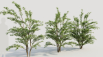 Cotoneaster francheti c