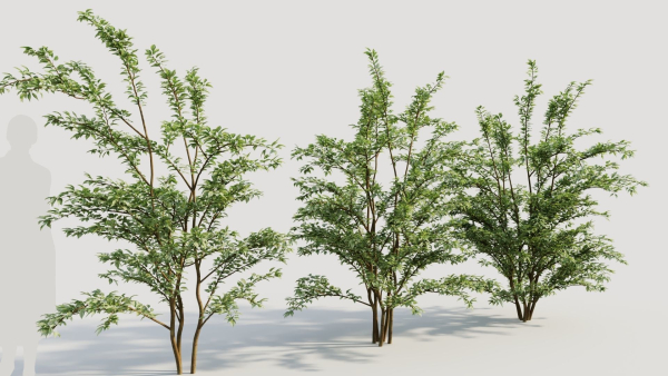 Cotoneaster francheti c