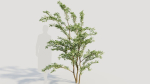 Cotoneaster francheti c
