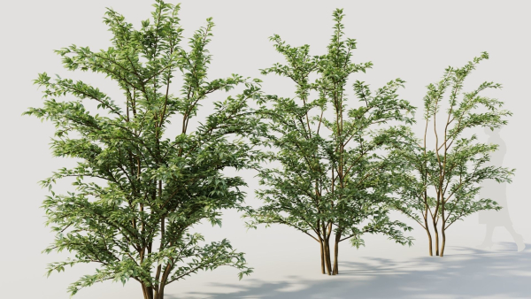 Cotoneaster francheti c