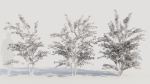 Cotoneaster francheti c